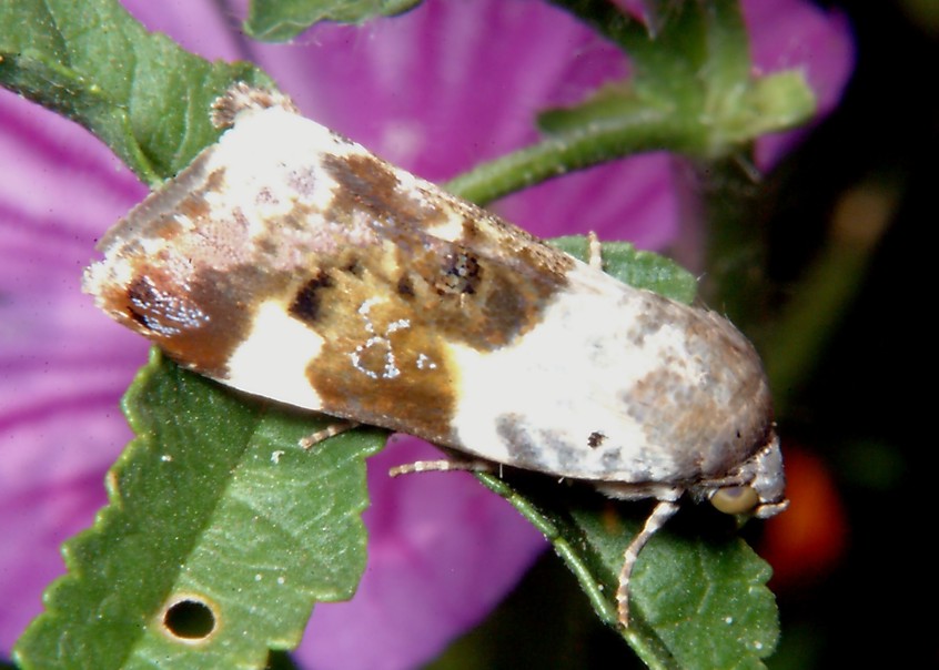 Farfalla nuova incontra coccinella